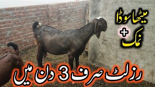 Benefits of baking soda and salt for goats | نمک اور میھٹا سوڈا کے فوائد | bakri wala