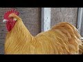 Buff Orpington Chickens | Dual Purpose Gold