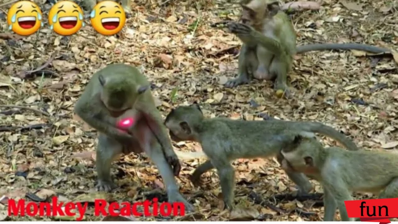 laser light prank on monkey YouTube
