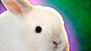 Rabbit of Destiny FULL GAME screenshot 5