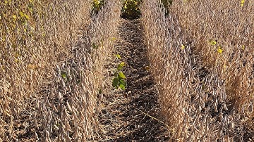 Fall Frost & Its Potential Impact on Soybean Yields