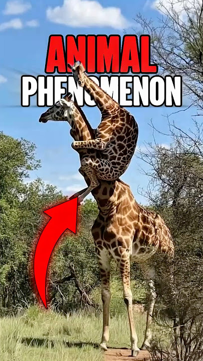 Top 5 Animals Phenomena Caught on Camera! 🦒 😱🤯