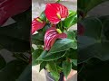 The secret to Anthurium blooms in 4 seasons #shorts