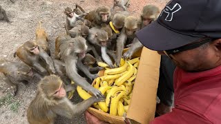 Awesome video of monkeys & dogs