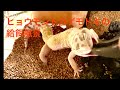ヒョウモントカゲモドキの給餌(レオパドライ)
