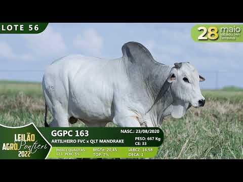 LOTE 56   GGPC 163