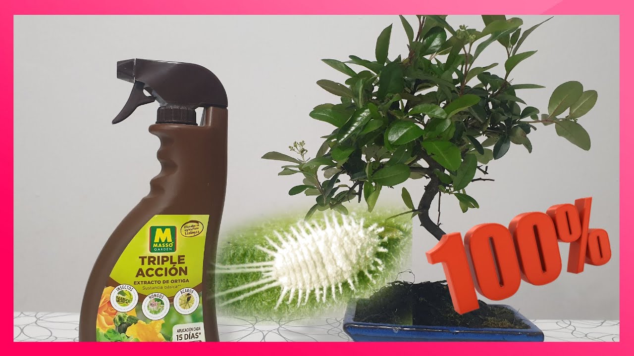 Como ELIMINAR cochinilla algodonosa en BONSAI 💯👌🏻🌳