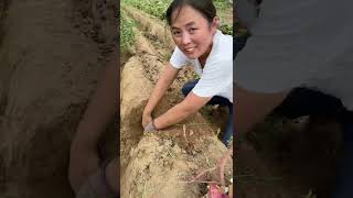 Beautiful Nature - Inspur Fresh Fruit Wonderful Video Of Industry