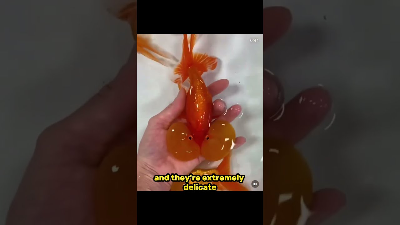 Goldfish Breeding Taken Too Far Bubble Eye