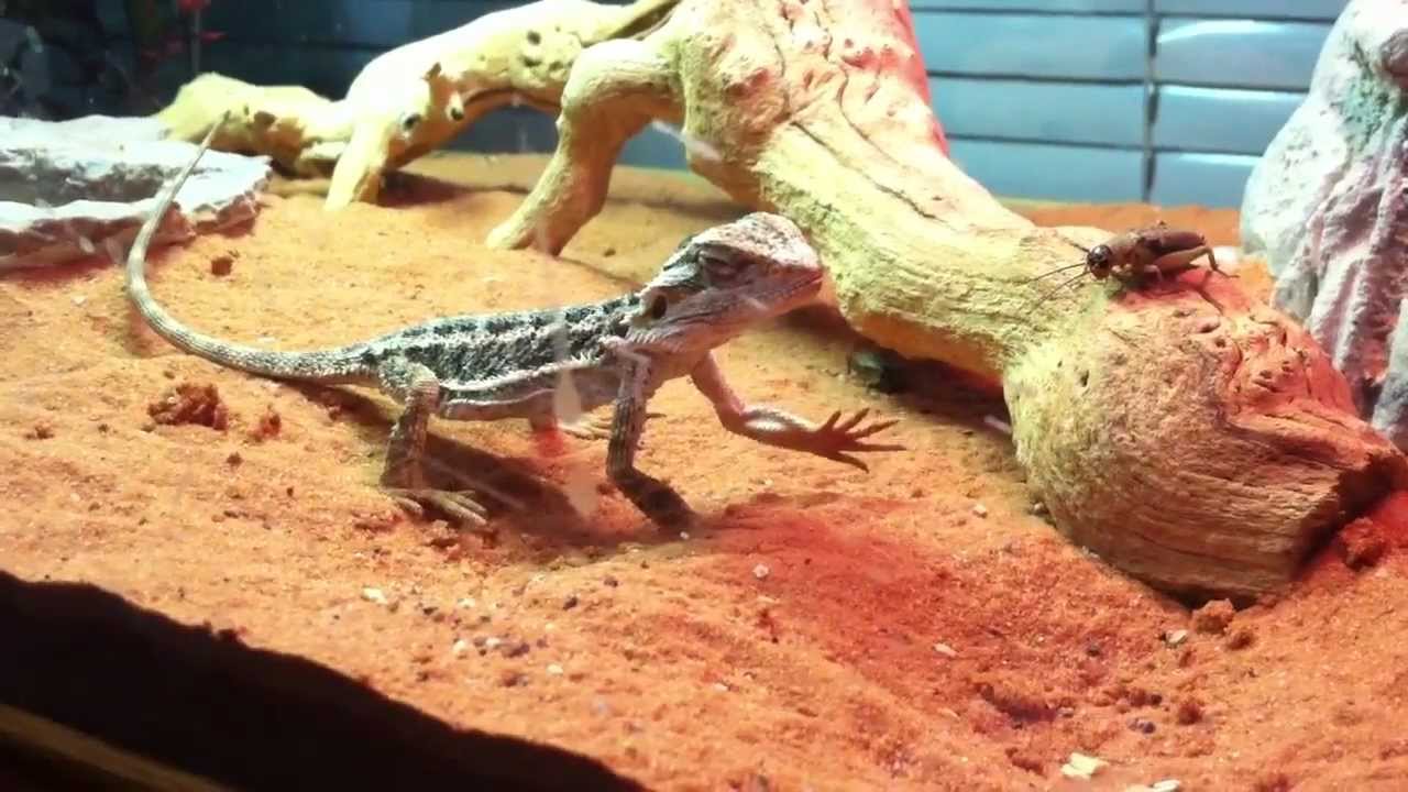 Bearded Dragon waving at cricket YouTube