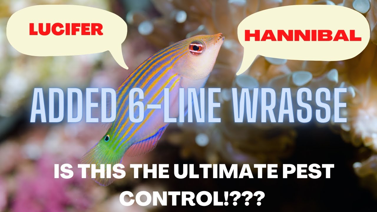 Reef Tank Update Flatworms (Added a 6line Wrasse, Branching Monti