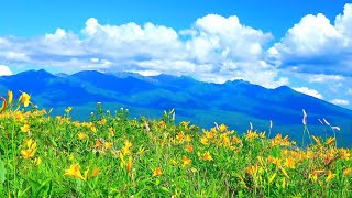 Summer in Japan Mt Yatsugatake 4K 1HR Nature Relaxation 日本の夏 八ヶ岳 4K映像 日本の美しい四季 長野県山梨県 絶景自然風景