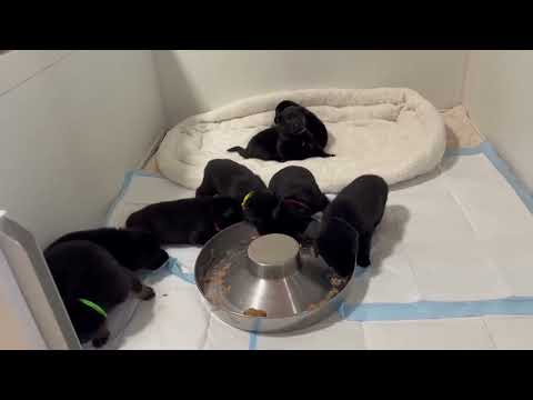 S litter von Fallamhain - First Meal