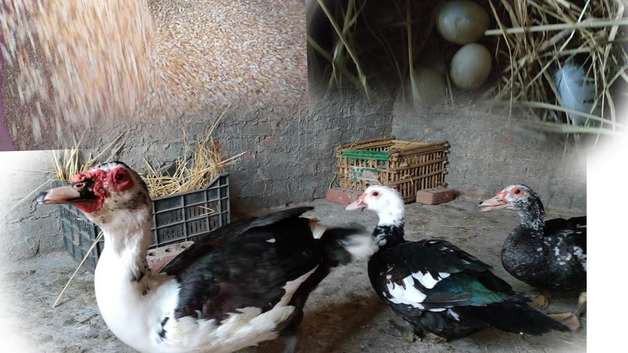 بحاجة بسيطة تعرفى الفرق بين الدكر والنتايه فى البط مع أول مرة البط المسكوفى وهو بيبض#مصطفى_وأمل