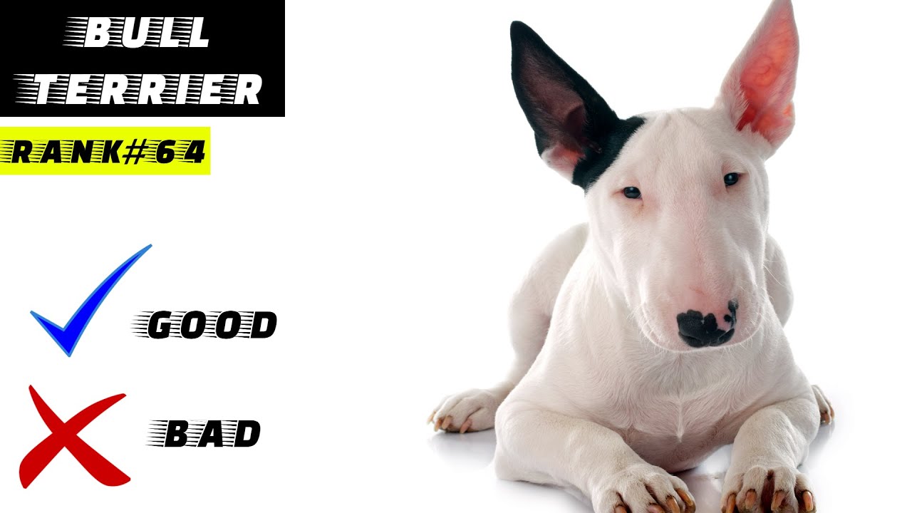 Bull Terrier Pros And Cons | The Good And The Bad - Youtube