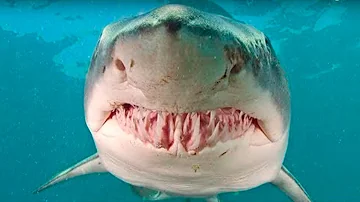 ¿En qué océano se producen más ataques de tiburón?