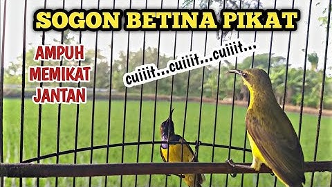CUIT..CUIT..SOGON BETINA PIKAT MEMANGGIL JANTAN