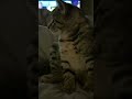#cute #cat #kitten #funny