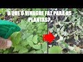 VINAGRE NAS PLANTAS - O que ele faz de VERDADE no seu jardim ou vaso.