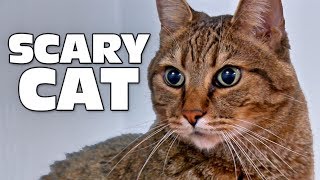 Scary Cat by TheMeanKitty 119,908 views 5 years ago 1 minute, 48 seconds