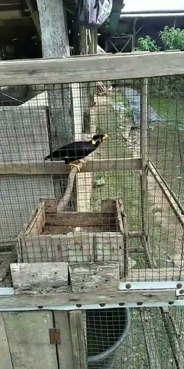 ngajarin burung beo ngomong #shorts