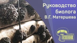 Выращивание грибов под руководством В.Г. Матершева