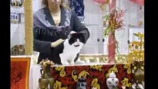 CFA Cat Show, Cotton States, Duluth, GA 2014  Manx Class Judging