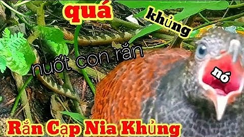 Bìm Bịp Bắt Rắn Cạp Nia Khủng (phần 2)