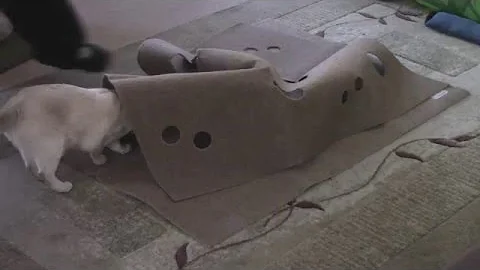 Watch the video about Tonkinese Testing the Ripple Rug