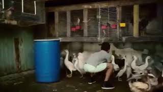 luis fonsi - despacito ft. daddy yankee .. Translate to Arabic
