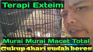 Terapi Murai Batu Macet Total ||Terapi Extrim @masteran_burung #muraibatugacor #muraibatu #murai