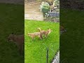 fox mating