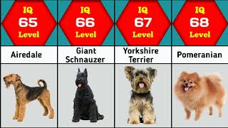 Smartest dog breeds comparison | Most intelligent dog breeds