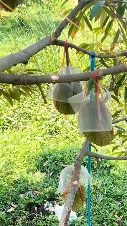 Tie durian fruit to maintain quality so that it remains maintained #durian #durianfarmers