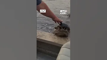 بأنيابه العريضة تمساح شرس يرعب سياح على متن قارب 