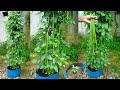            long bean cultivation process