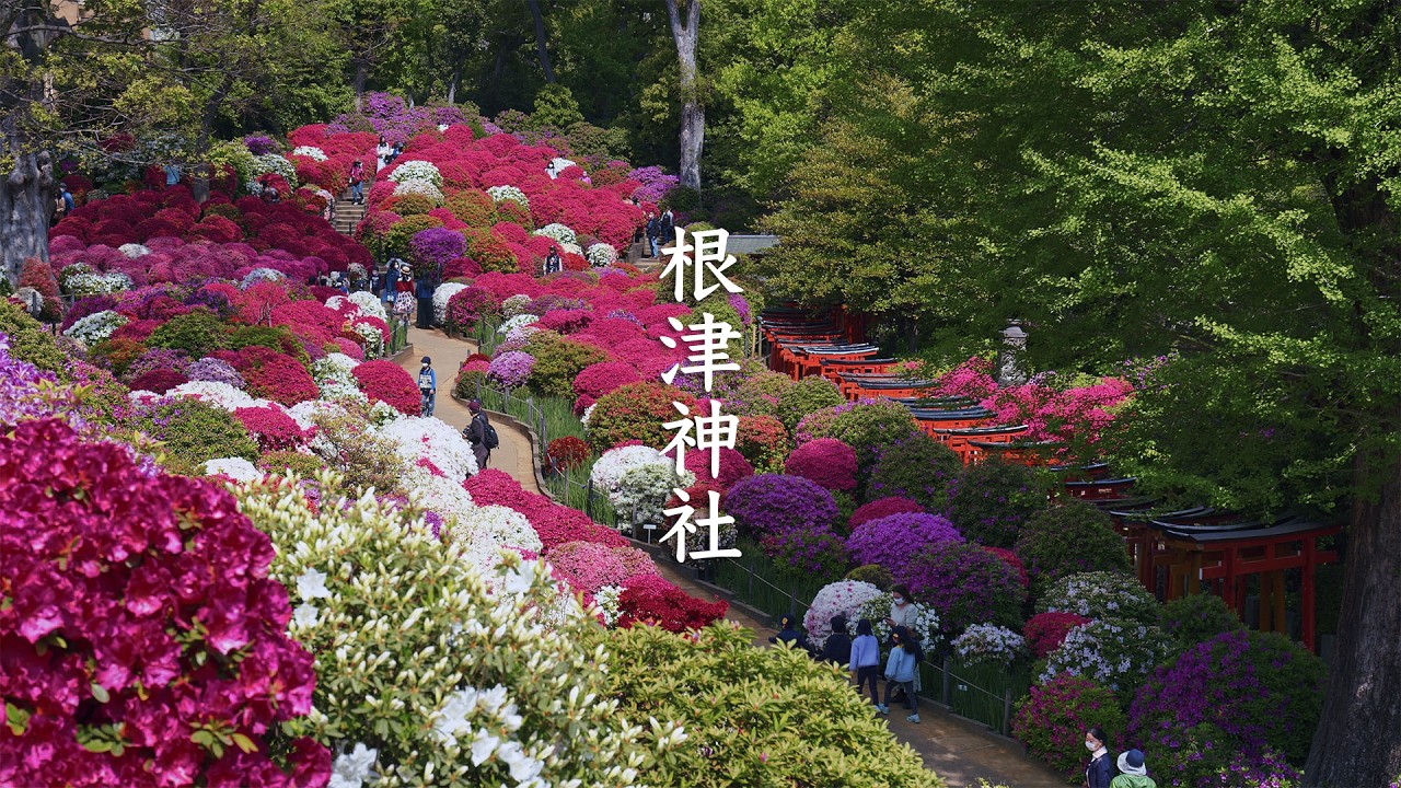 3000株杜鹃花盛开的东京都文京区「根津神社」！还能享受珍贵的品种