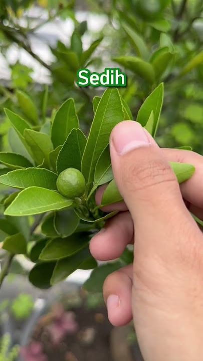 Dipangkas makin lebat, cara gampang merangsang tanaman agar cepat berbuah
