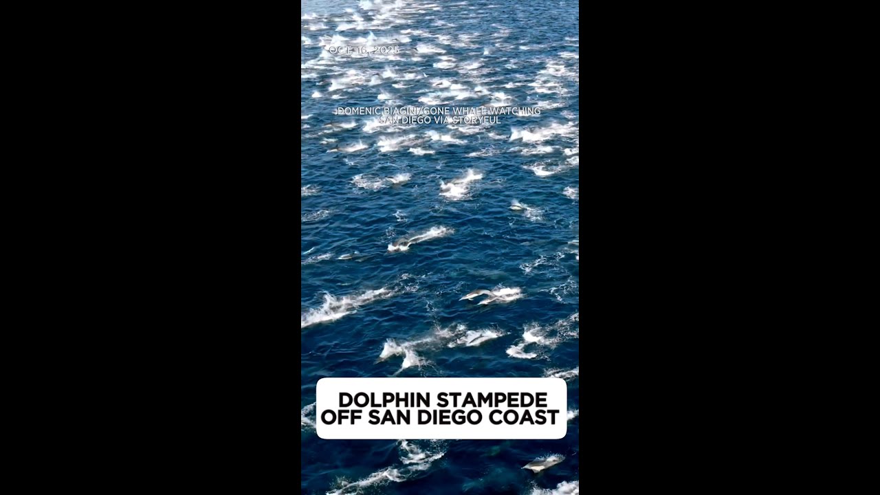 Dolphin stampede off San Diego coast
