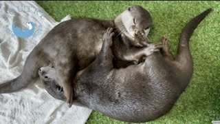 カワウソが寝る前に必ずやる、へんてこルーティン！？　Otter always does it before going to bed