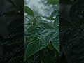 Relaxing Raindrops Aesthetic