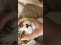 一人称ボクだと思う
