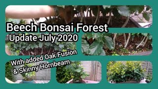 Beech Bonsai Forest Update July 2020