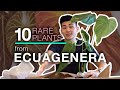 Ecuagenera Unboxing - Rare Anthuriums and Philodendrons, plus the biggest Verrucosum I've ever seen!