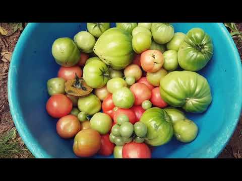 Wideo: Kilka Mitów Na Temat Uprawy Pomidorów