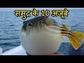 समुद्र के १० विचित्र और भयानक मछलियां 10 Creepy Sea Fishes You Didn't Know Existed