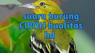 PIKAT SUARA BURUNG CIPOH/CIPOW kualitas jernih !!!