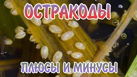 ОСТРАКОДЫ. ПЛЮСЫ И МИНУСЫ. КАК ИЗБАВИТЬСЯ !?