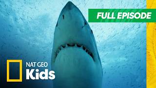 these sharks are closer than you think full episode sharkfest