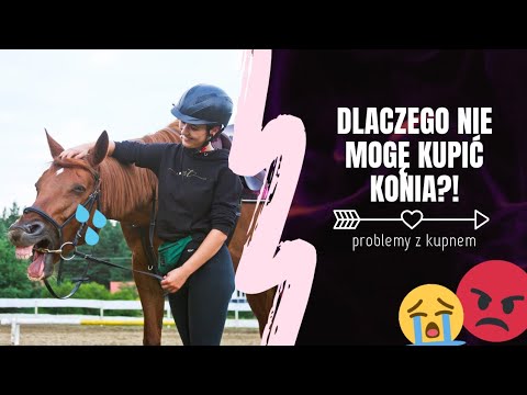 Wideo: Jak wybrać i kupić konia na szlaku